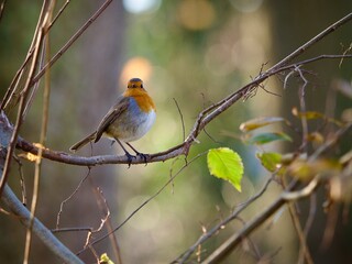 Robin perched on a Branch