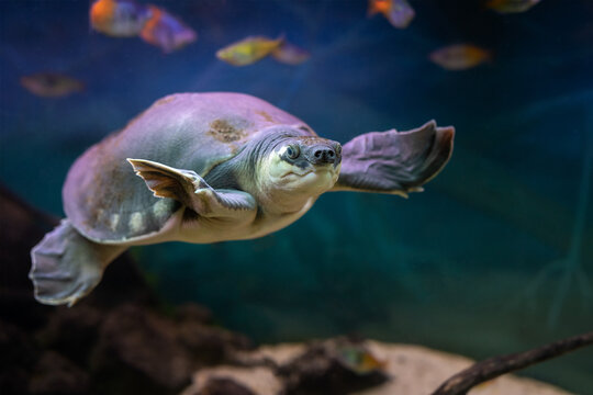 Carettochelys insculpta. Pig-nosed turtle.