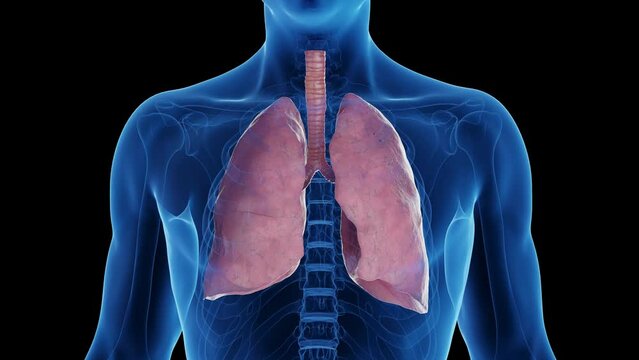 3D medical animation of a man's healthy lungs turning into smoker's lungs