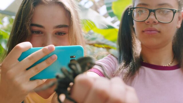 Phone, photography or girl with a spider on her hands for fun social media or content creation at a zoo. Tarantula, friends or brave students taking pictures of animals on a fun girls or school trip