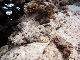red sea fish and coral reef