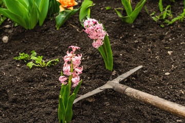 Garden tools, fresh young flowers, seedlings. Gardening concept background. Spring seasonal