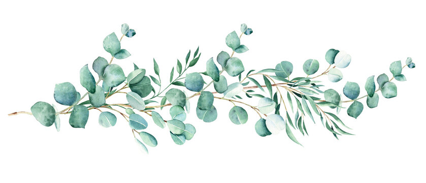 Watercolor eucalyptus bouquet isolated on white background. Rustic greenery. Eucalyptus, gypsophila, olive and pistachio branches. Hand drawn botanical illustration. Can be used for wedding, birthday © Tatiana