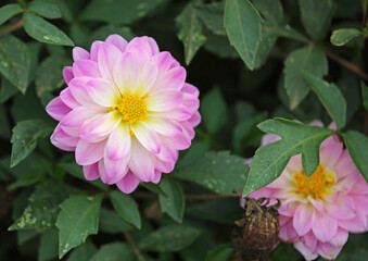 Pink Dahlia