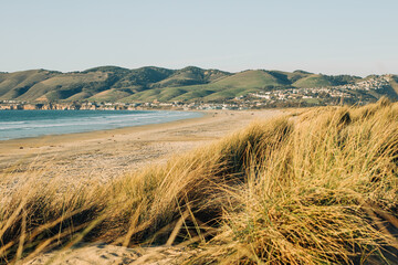 Sand dunes with native plants on the beach, green hills with cityscape in silhouette on the background, and clear blue sky, California