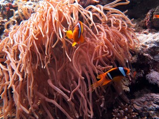 red sea clown fish