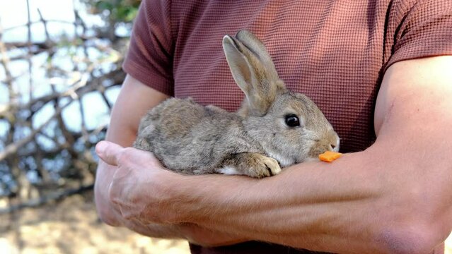 Handsome man holding a funny cute rabbit in his arms and feeding his a carrot.