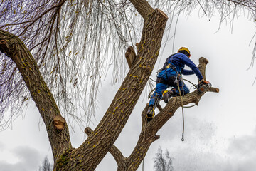 professional cutting, arborist pruning, cutting back, removing leafless bare mature branches...