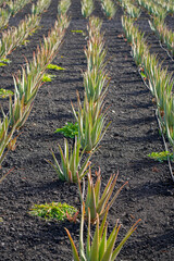 Aloe Vera plantation on the island of Fuerteventura in the Canary Islands, Spain - Dry soil grown with succulent plants used for healthy skin care by the cosmetics industry