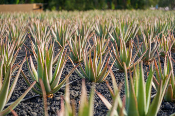 Aloe Vera plantation on the island of Fuerteventura in the Canary Islands, Spain - Dry soil grown with succulent plants used for healthy skin care by the cosmetics industry