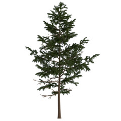 pine tree on isolated empty background