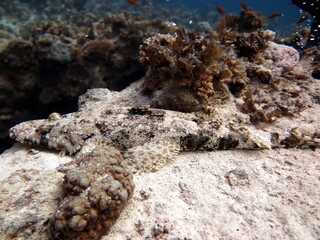 red sea fish and coral reef