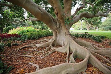 Moreton Bay Fig Tree - Australia