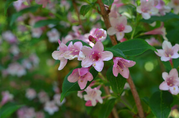  Pink Abelia flowering shrub  in the summer garden .Growing Abelia grandiflora ‘Edward Goucher’ flowering bushes ,landscaping concept. Free copy space