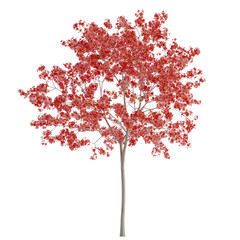 peach tree on isolated empty background