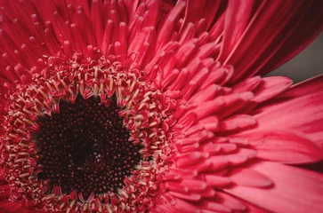Pink Flower  © Renee