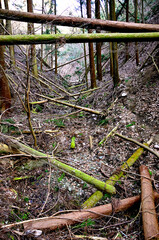 道志山塊の高柄山　荒廃した山道
