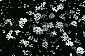 Flowers  © Renee