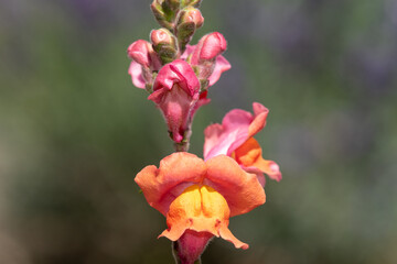 Fototapeta na wymiar Close up of a snapdragon (antirrhinum) flower emerging into bloom