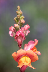 Close up of a snapdragon (antirrhinum) flower emerging into bloom