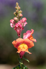 Close up of a snapdragon (antirrhinum) flower emerging into bloom