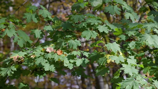 Green maple leaves in the forest in autumn. Beautiful fall nature with tree branches.