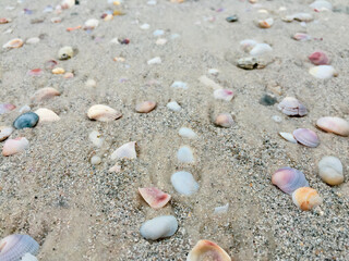 shells on the sand