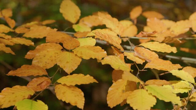 Yellow leaves with dots. Beautiful fall nature with swaying tree branches and spotted leaves.