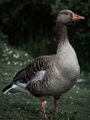 greylag goose on the shore