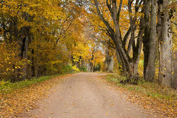 rural road in autumn,autumn landscape in the photo, an alley of trees with crumbling leaves