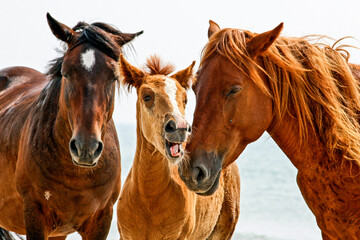 Wild Horses Conversation