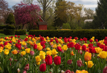 Tulips bloom at Schoelpfe Gardens in Ohio