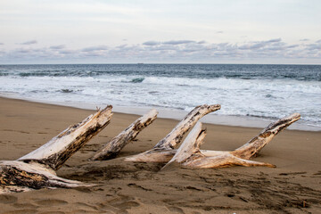 Tronco en la playa.