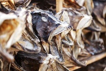 Defocused background of fish, dry food concept