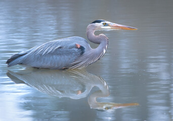 Great Blue Heron in Ohio