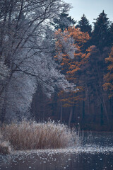 frozen lake shore in the woods. High quality photo