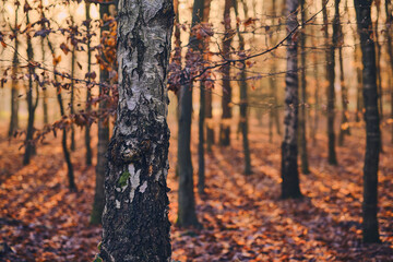 Morning sun bursts into birch forest. High quality photo