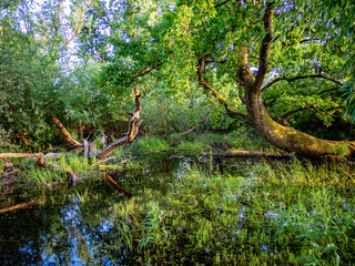 Fototapeta premium Kleiner See im Wald