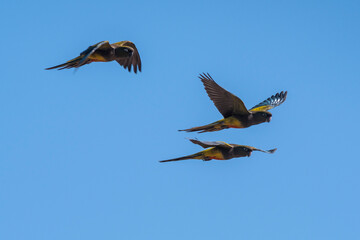 Burrowing Parrot in flight, La Pampa Province, Patagonia, Argentina