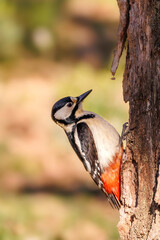 Picapinos.-Dendrocopos major
