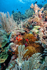 Coral reef South Pacific