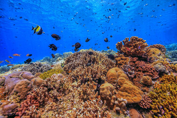 Coral reef South Pacific
