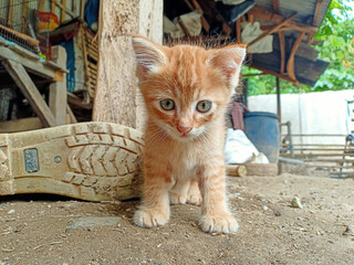 Bandung Indonesia Friday 16 September 2022, portrait of a very cute orange kitten