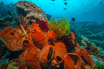 Coral reef South Pacific