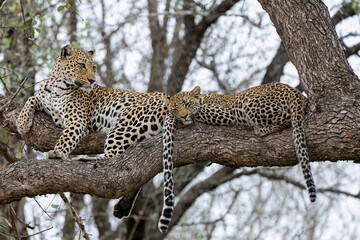 Leopard mother with cub in the tree hiding for a hyena in Sabi Sands Game Reserve in the greater...