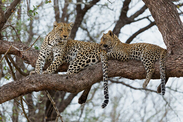 Leopard mother with cub in the tree hiding for a hyena in Sabi Sands Game Reserve in the greater Kruger region in South Africa             