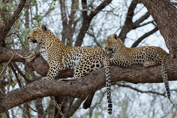 Leopard mother with cub in the tree hiding for a hyena in Sabi Sands Game Reserve in the greater Kruger region in South Africa             