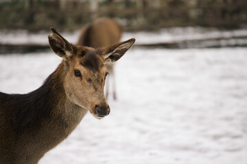 Portrait of a deer in a winter scenery.