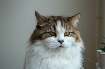 Fluffy yellow eyed cat looking in camera