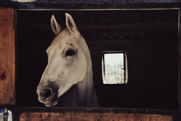 close-up portrait of a white chestnut horse standing at the horse farm looking out the window in its stable. 